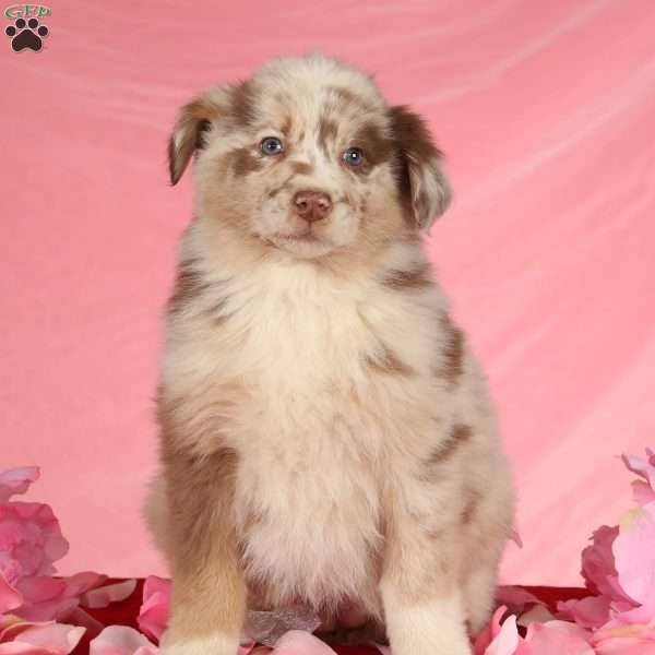 Destiny, Australian Shepherd Puppy